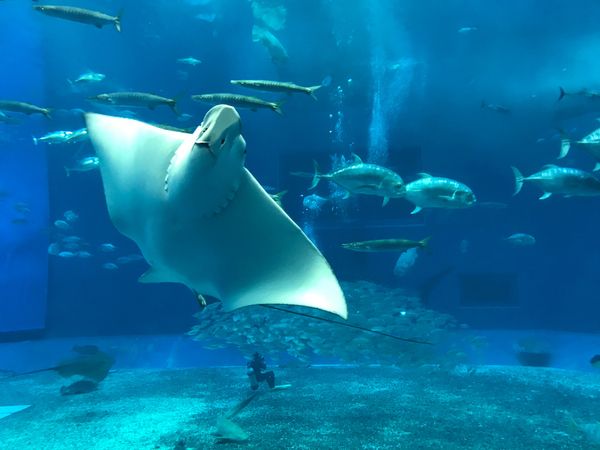 日本・沖縄県「沖縄旅行（大雨・・・☔️）」の写真