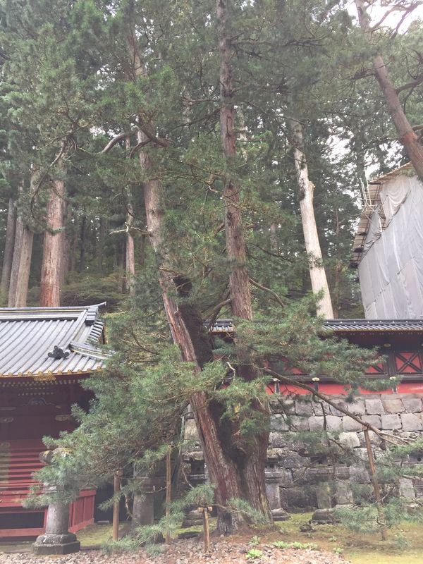 日本・栃木県「日光」の写真