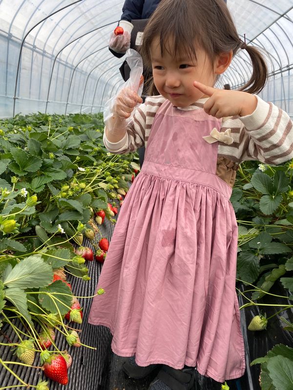 日本・栃木県「小山いちご狩り」の写真