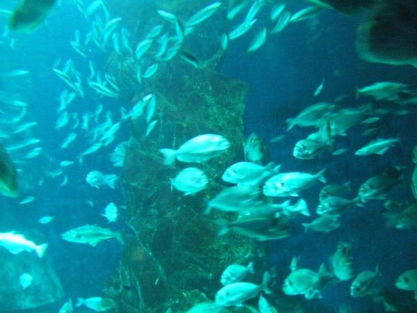 イギリス(英国)・ロンドン「London Aquarium」の写真