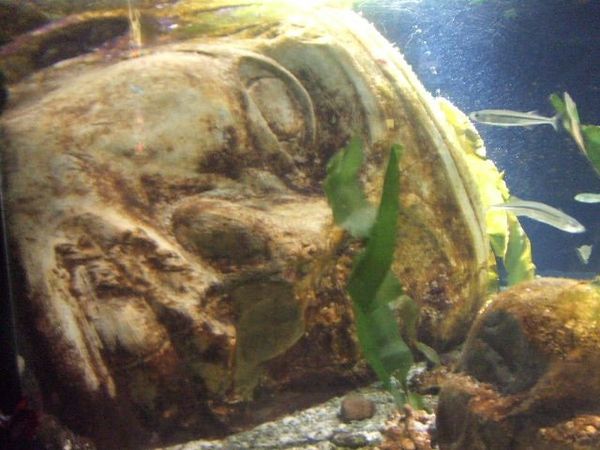 イギリス(英国)・ロンドン「London Aquarium」の写真