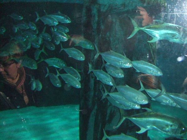 イギリス(英国)・ロンドン「London Aquarium」の写真