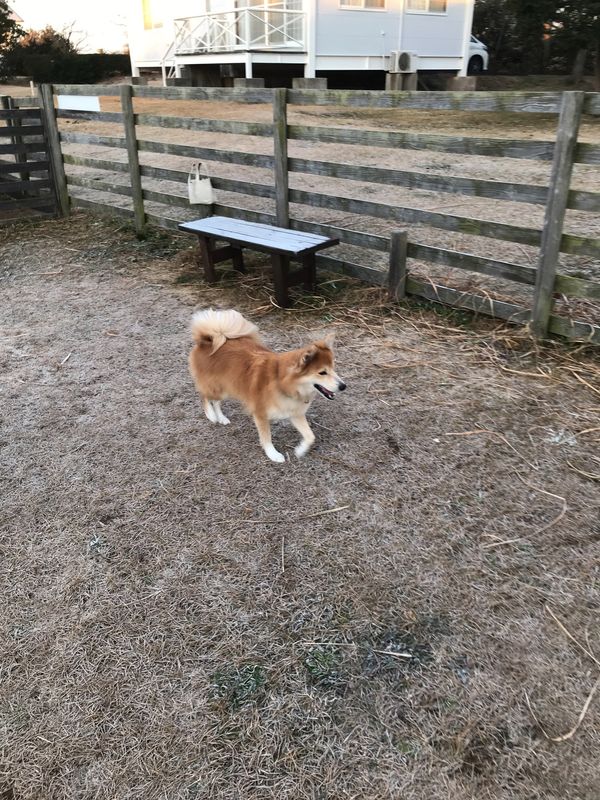 日本・愛知県「モカと伊良湖へ」の写真