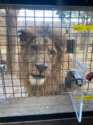 寄り道で群馬サファリパーク🦁