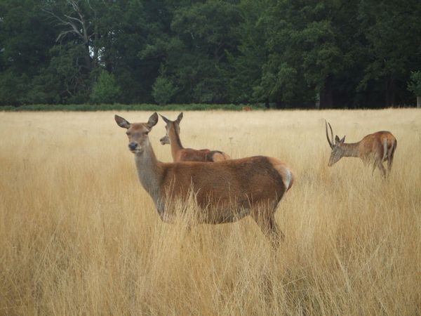 イギリス(英国)・リッチモンド「Richmond Park, London, UK」の写真