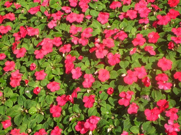 イギリス(英国)・リージェンツ・パーク「Regent's Park, London, UK」の写真