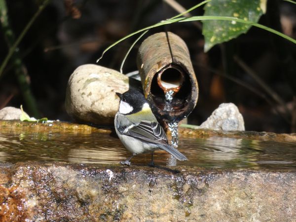 日本・京都府「京都御苑でバードウォッチング」の写真：シジュウカラ、ビンズイ、ヒヨドリ、アオジ...