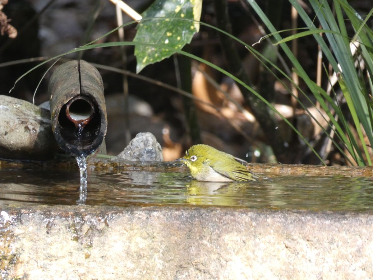 京都御苑の水場には次々といろんな野鳥達がやってきます。イカル、アトリ、ツグ...