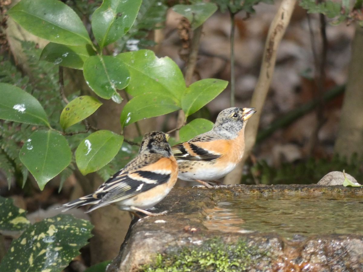 京都御苑の水場には次々といろんな野鳥達がやってきます。イカル、アトリ、ツグ...