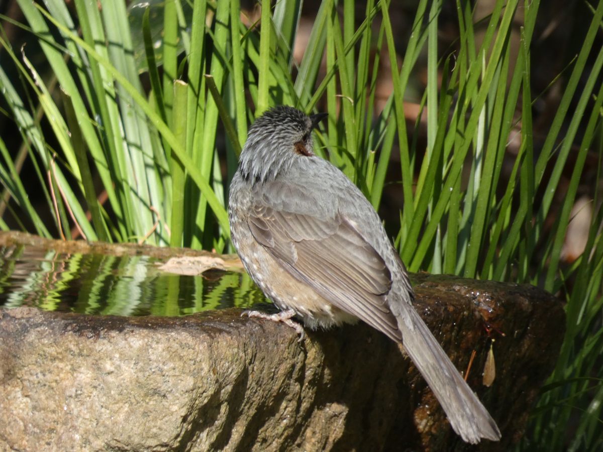 シジュウカラ、ビンズイ、ヒヨドリ、アオジなどなど。