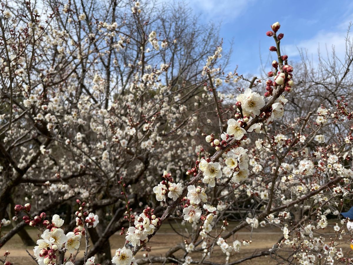 京都御苑でバードウォッチングと梅の花見