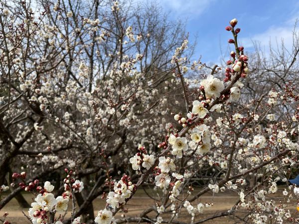 日本・京都府「京都御苑でバードウォッチング」の写真：京都御苑でバードウォッチングと梅の花見