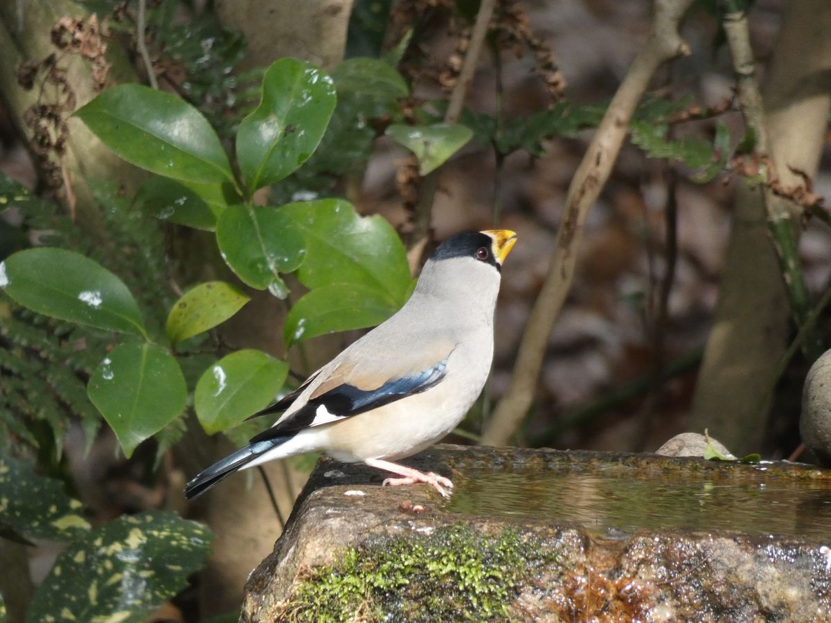 京都御苑の水場には次々といろんな野鳥達がやってきます。イカル、アトリ、ツグ...