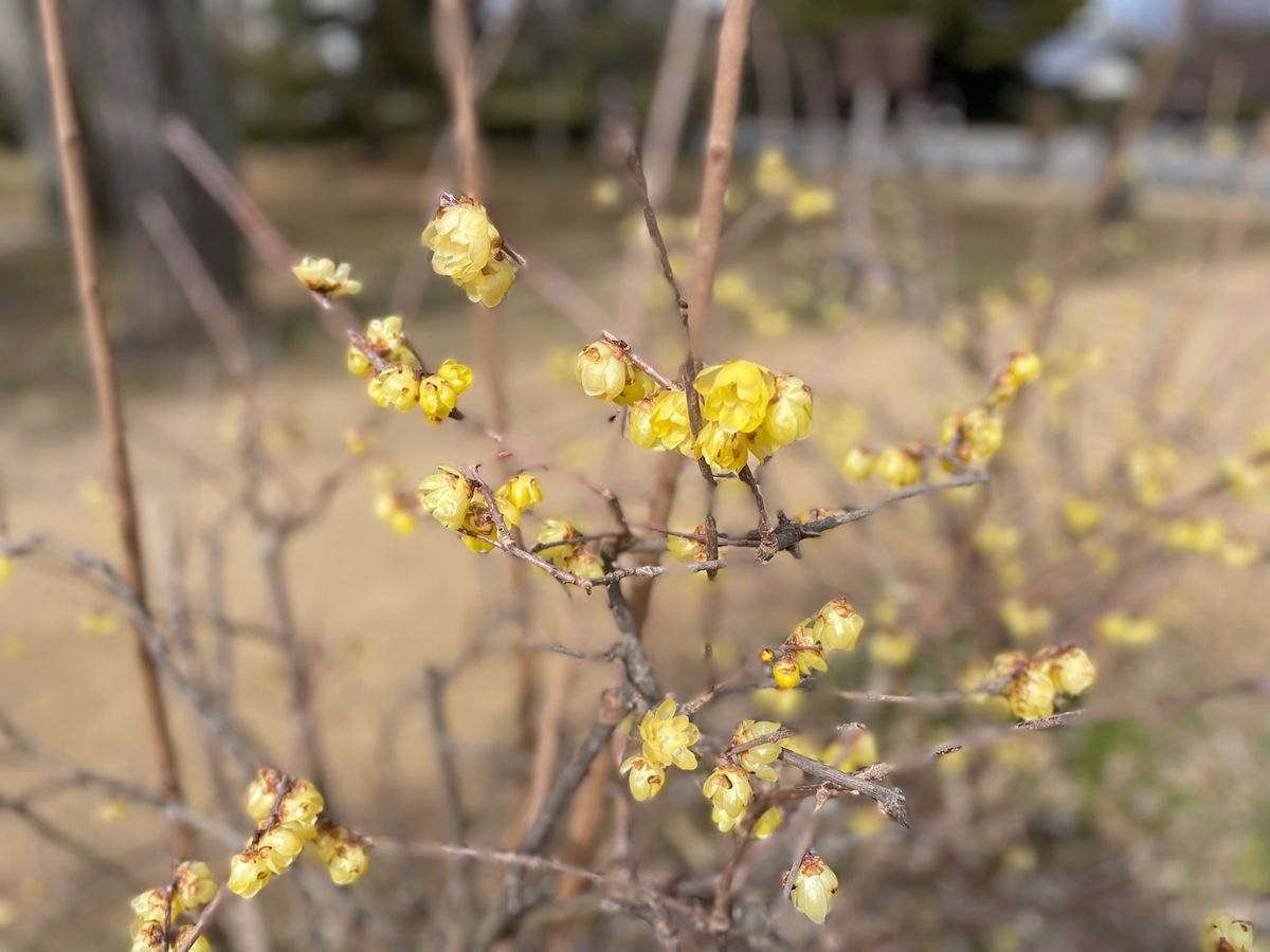 京都御苑でバードウォッチングと梅の花見