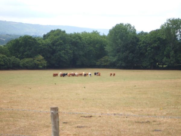 イギリス(英国)「Pulborough, West Sussex, England, UK」の写真