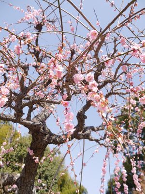 もう少ししたら桜が綺麗に見えるんだろうな。
今は梅。
桜肉も赤牛も辛子蓮根...