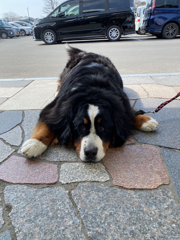 日本・軽井沢「軽井沢　2022.03」の写真