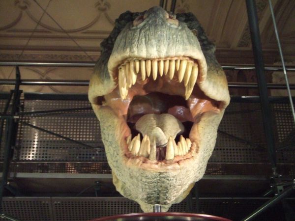 イギリス(英国)・ロンドン自然史博物館「Natural History Museum, London, UK」の写真