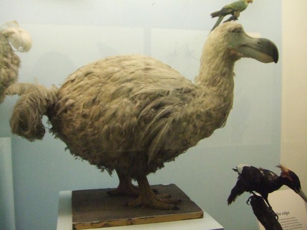 イギリス(英国)・ロンドン自然史博物館「Natural History Museum, London, UK」の写真