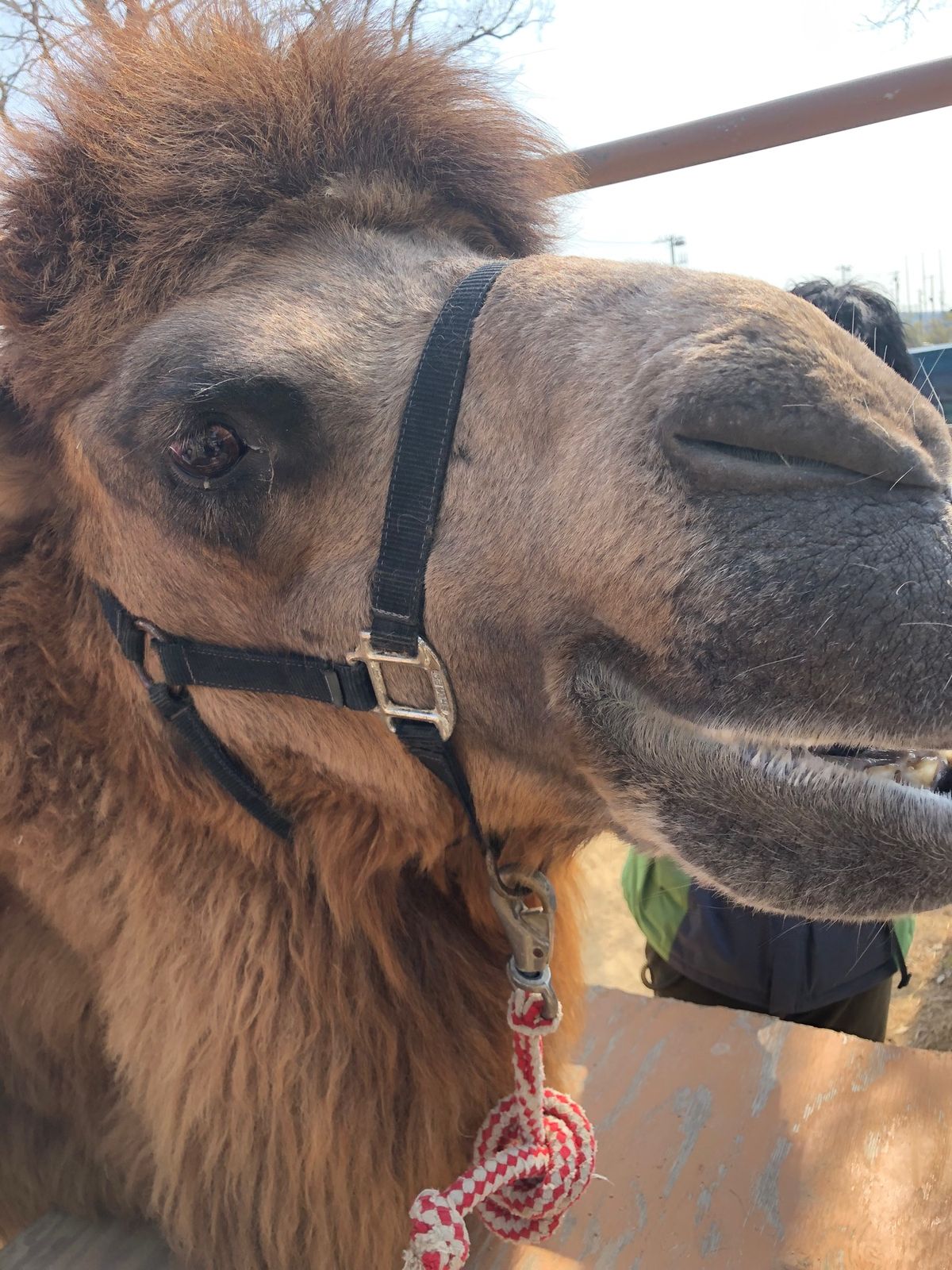 ラクダ、馬にも乗れる！
カビバラさんにも餌やりできる！最高！