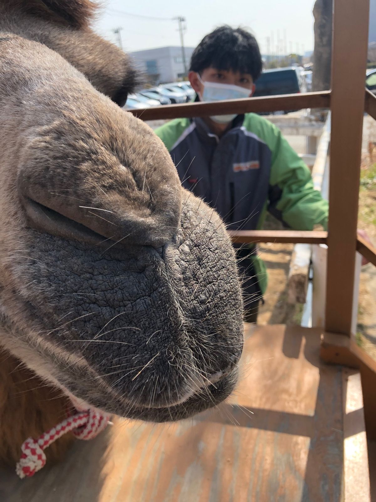 ラクダ、馬にも乗れる！
カビバラさんにも餌やりできる！最高！
