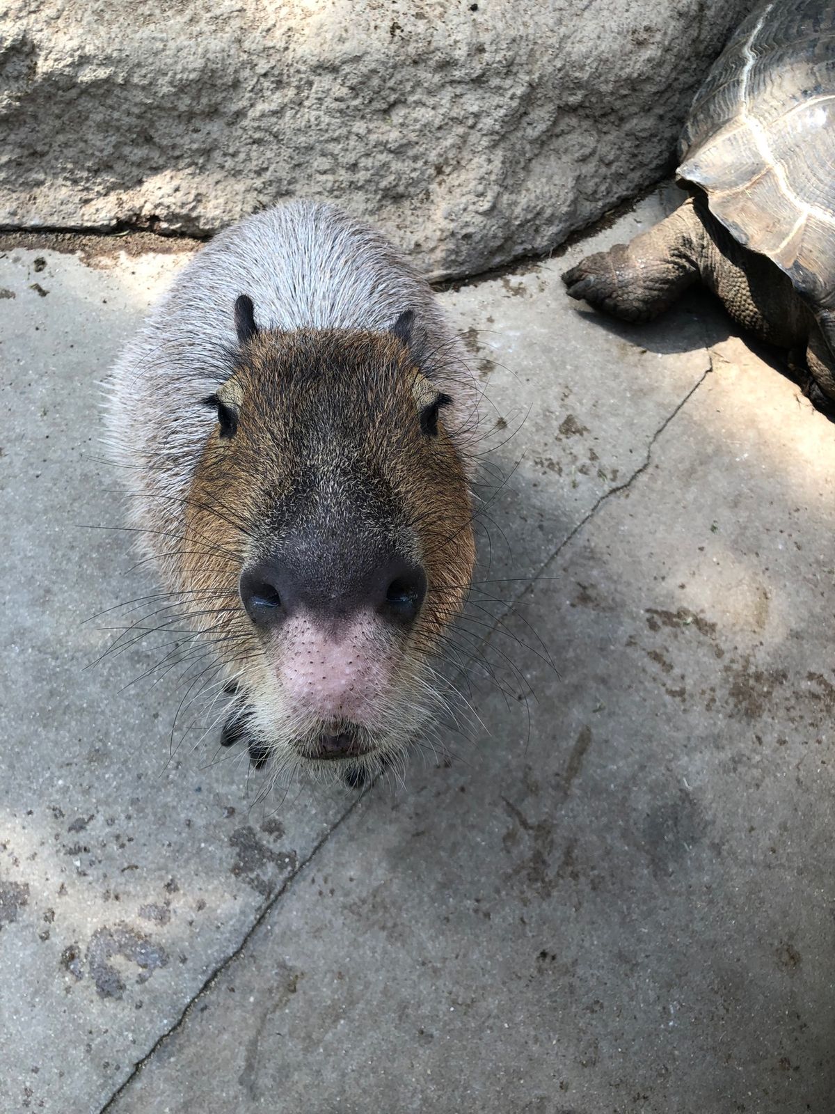 ラクダ、馬にも乗れる！
カビバラさんにも餌やりできる！最高！