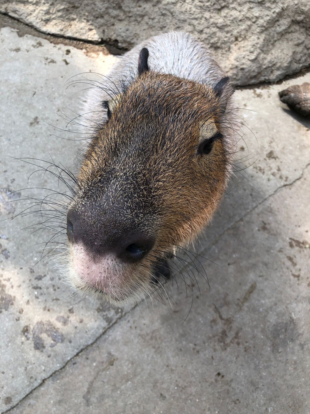 ラクダ、馬にも乗れる！
カビバラさんにも餌やりできる！最高！