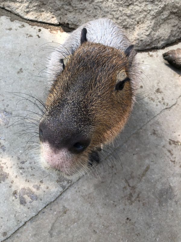 日本・兵庫県「神戸どうぶつ王国」の写真：ラクダ、馬にも乗れる！
カビバラさんにも...