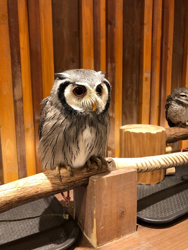 日本・大阪「幸せのフクロウカフェ」の写真