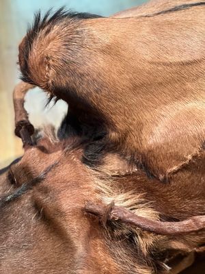 スクーターをモチーフに
動物の皮を使った作品