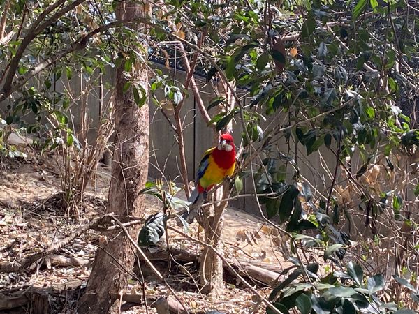 日本・埼玉県「キャンベルタウン野鳥の森」の写真