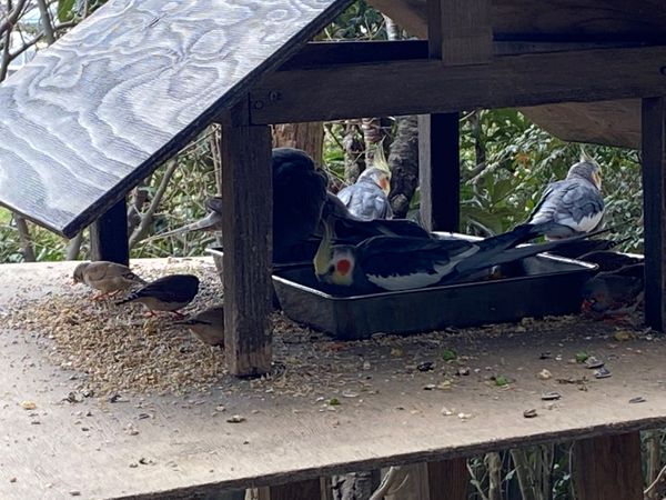 日本・埼玉県「キャンベルタウン野鳥の森」の写真