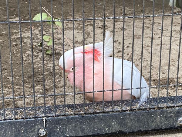 日本・埼玉県「キャンベルタウン野鳥の森」の写真