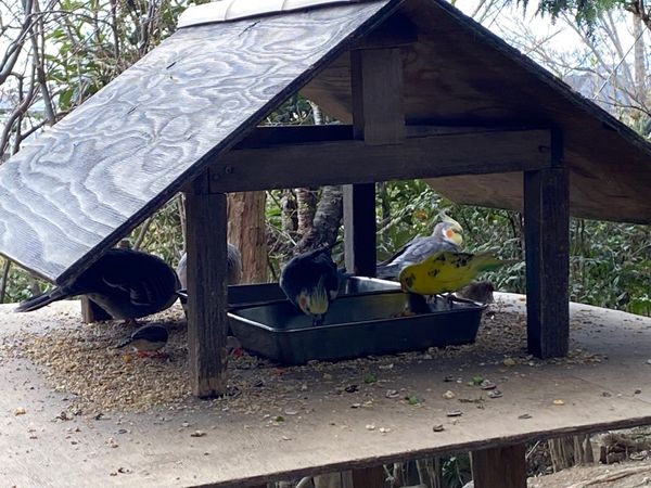 日本・埼玉県「キャンベルタウン野鳥の森」の写真
