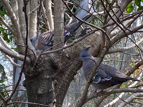 日本・埼玉県「キャンベルタウン野鳥の森」の写真