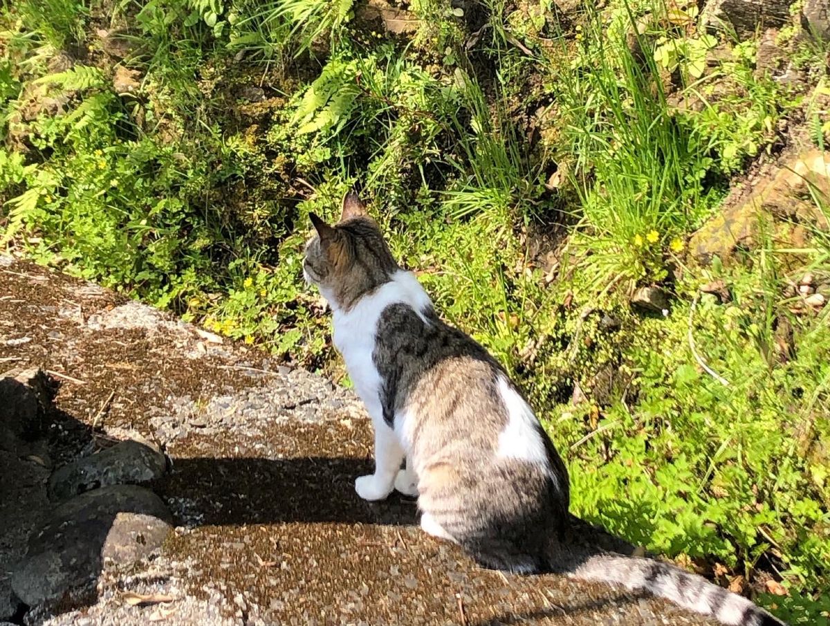 お腹いっぱいになったので、温泉に。
尾之間温泉。猫ちゃんも来ていました。
...