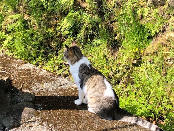 日本・鹿児島県「屋久島絶景の旅」の写真：お腹いっぱいになったので、温泉に。
尾之...