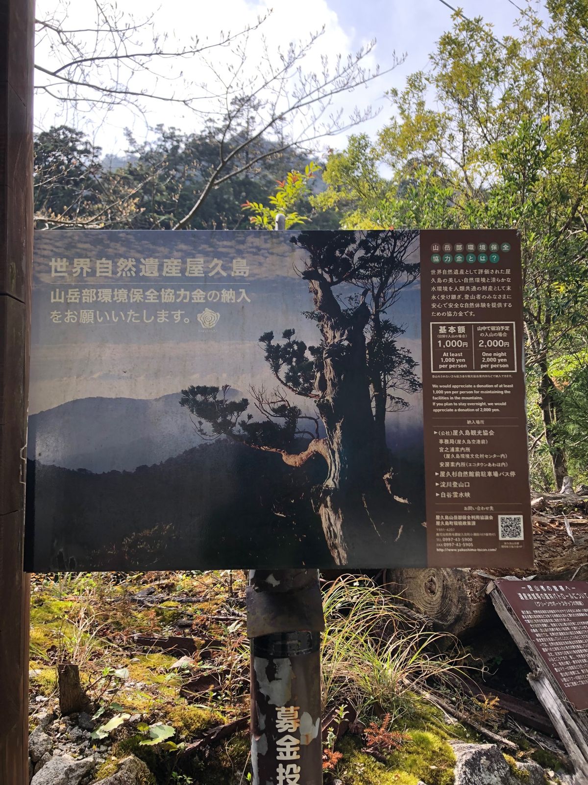 マムシクサを三代杉の近くで発見！