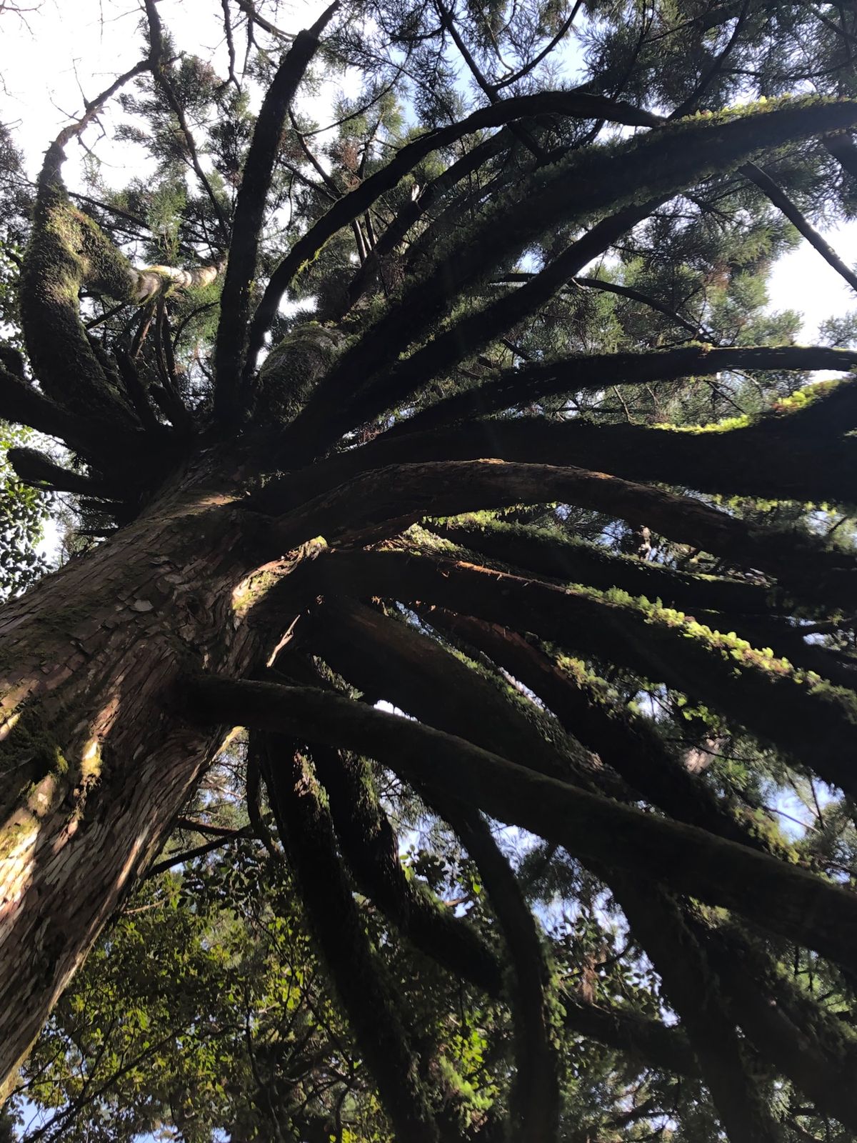 縄文杉を目当てに、トロッコ道からスタート！
杉の幹も苔。苔が美しい！ペンギ...