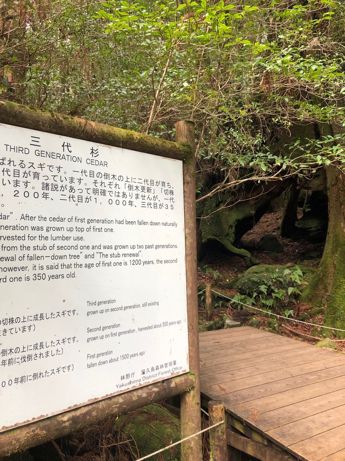 マムシクサを三代杉の近くで発見！