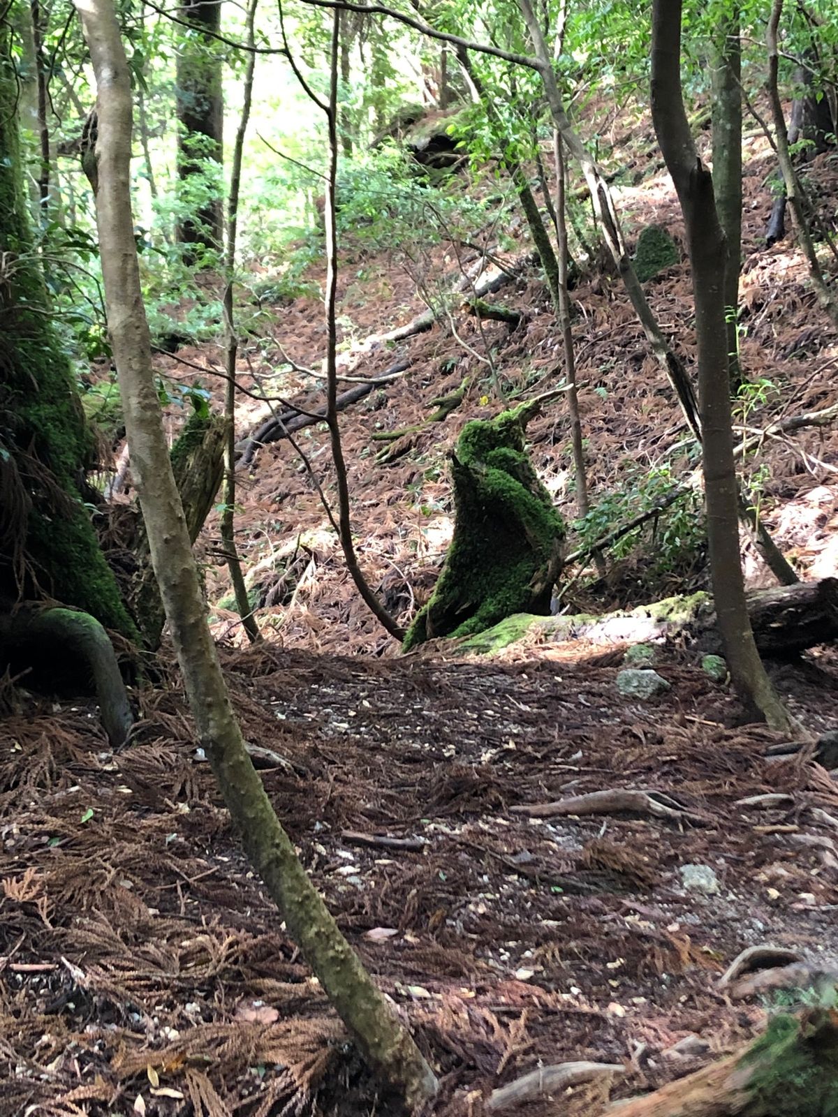 縄文杉を目当てに、トロッコ道からスタート！
杉の幹も苔。苔が美しい！ペンギ...