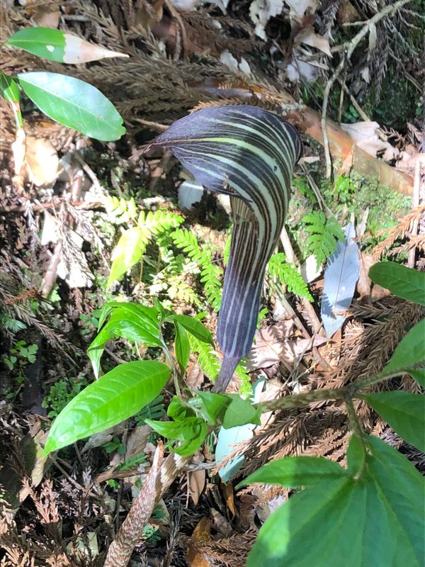 日本・鹿児島県「屋久島絶景の旅」の写真：マムシクサを三代杉の近くで発見！