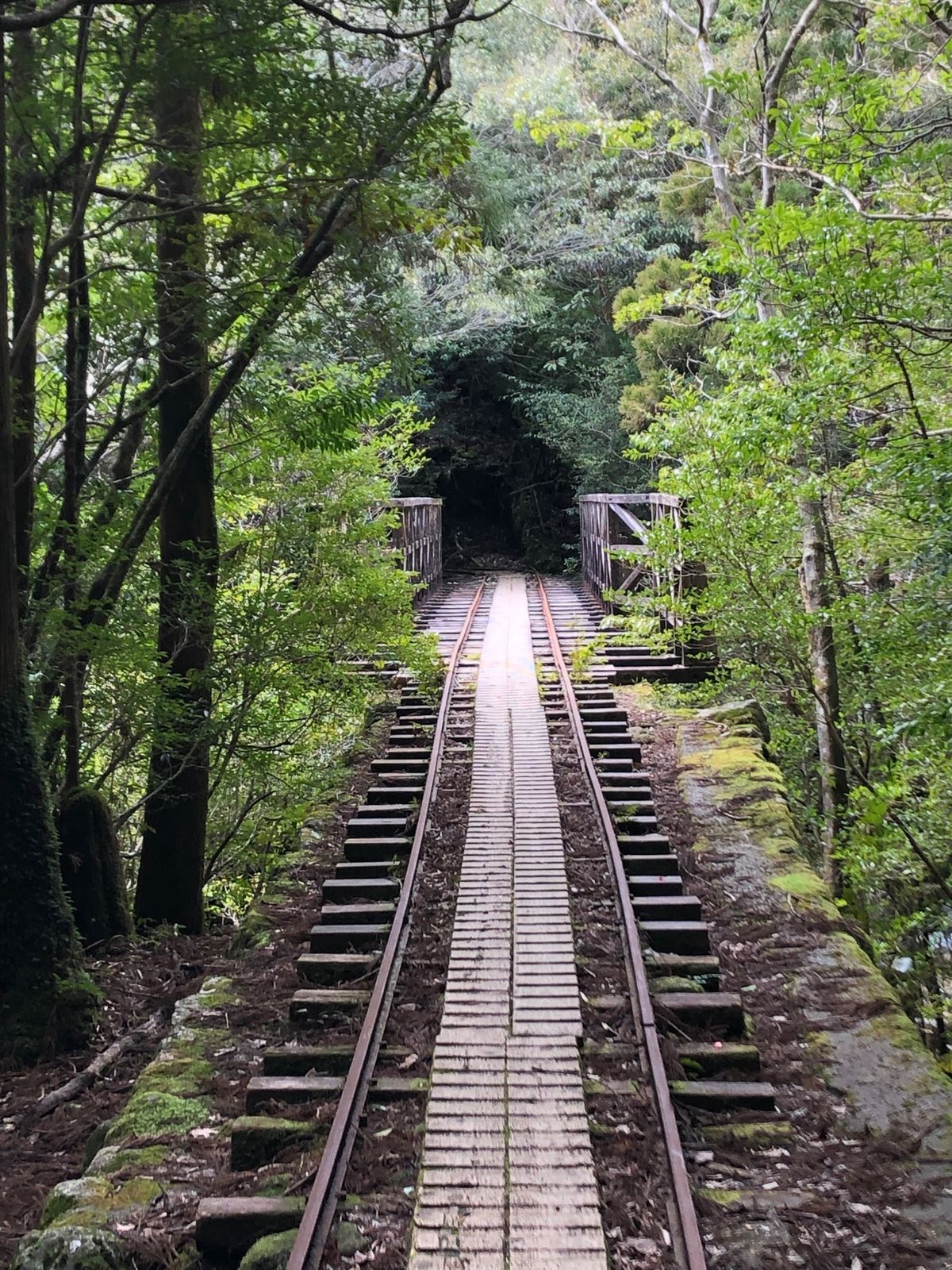 たくさんのトンネルを越えて縄文杉まで歩きました。
