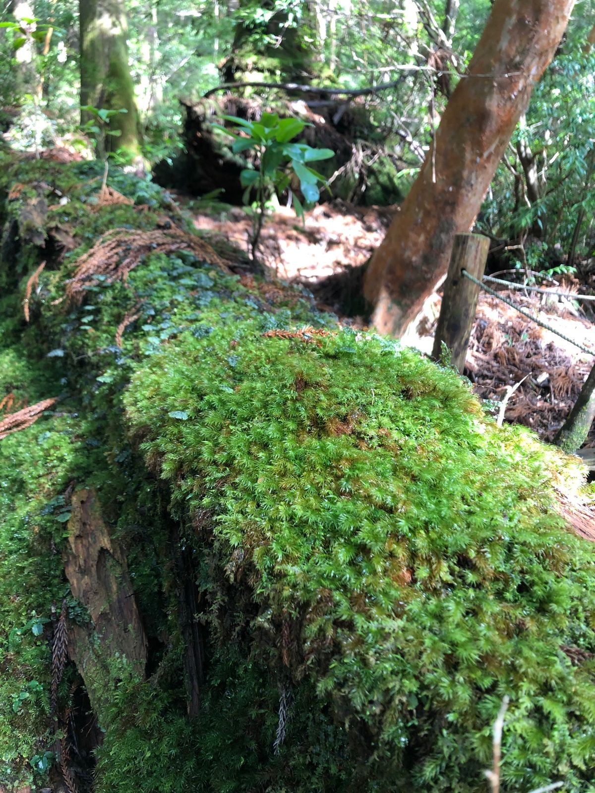 縄文杉を目当てに、トロッコ道からスタート！
杉の幹も苔。苔が美しい！ペンギ...