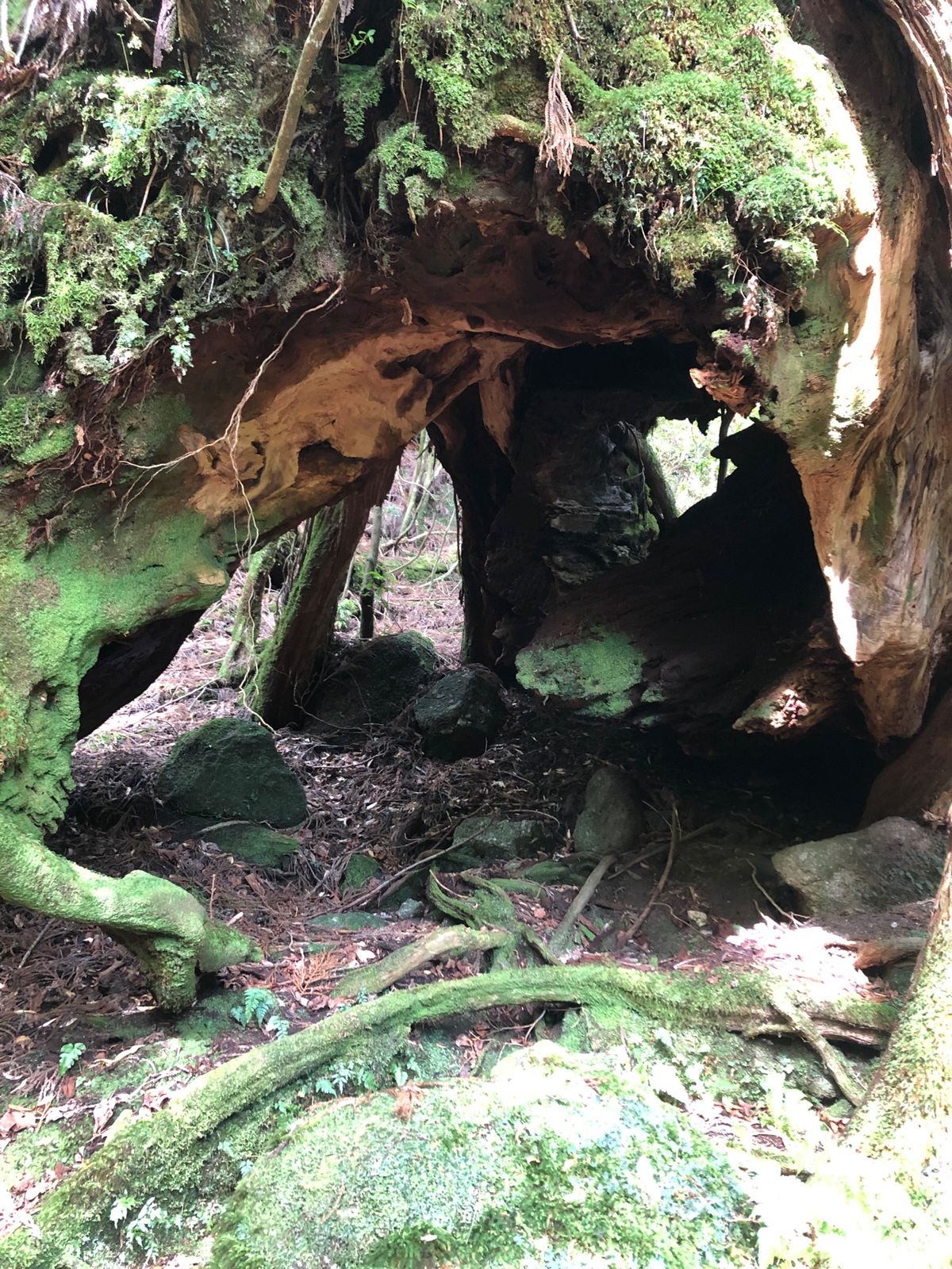 マムシクサを三代杉の近くで発見！