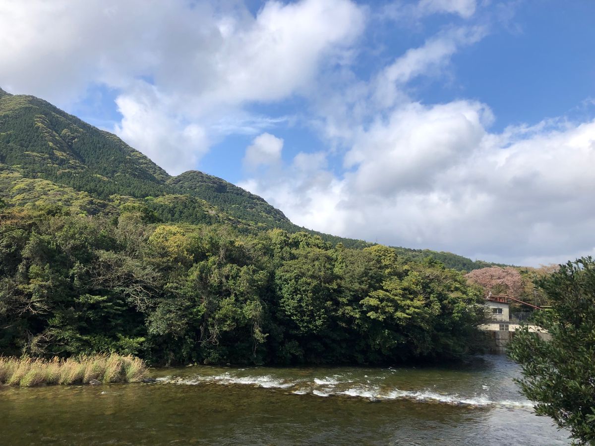 屋久島到着。天気も良くなり、さくらも咲いている🌸　