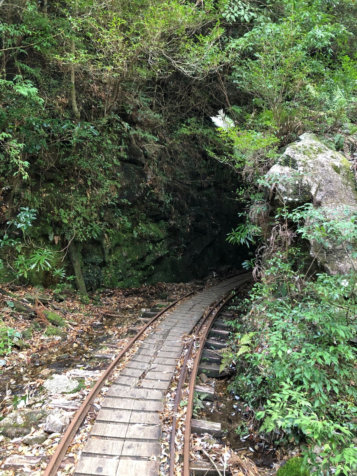 縄文杉を目当てに、トロッコ道からスタート！
杉の幹も苔。苔が美しい！ペンギ...