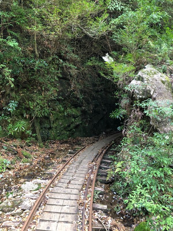 日本・鹿児島県「屋久島絶景の旅」の写真：縄文杉を目当てに、トロッコ道からスタート...