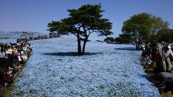 日本・茨城県「ひたちなか海浜公園」の写真