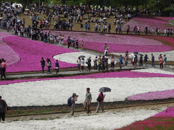 日本・埼玉県「秩父　羊山公園　芝桜」の写真